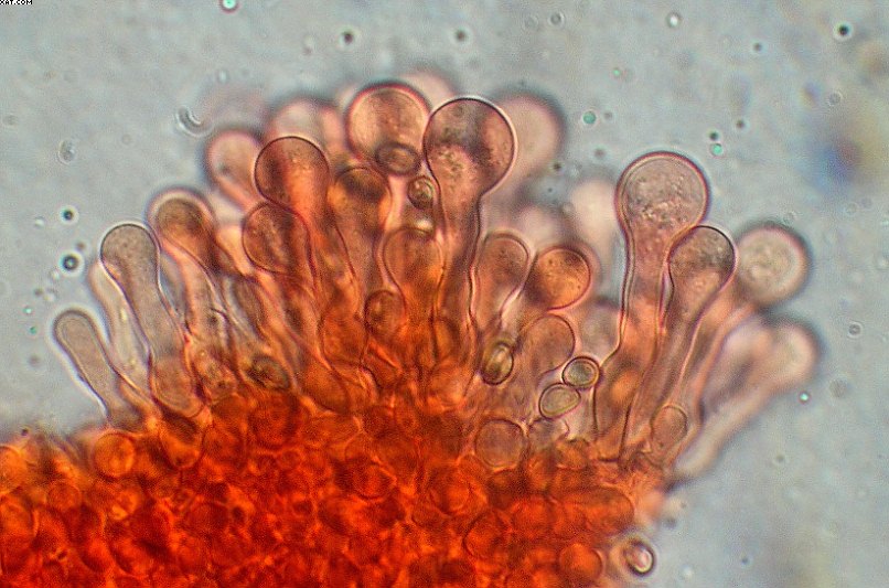 Simocybe haustellaris   ( Fr. )   Watling